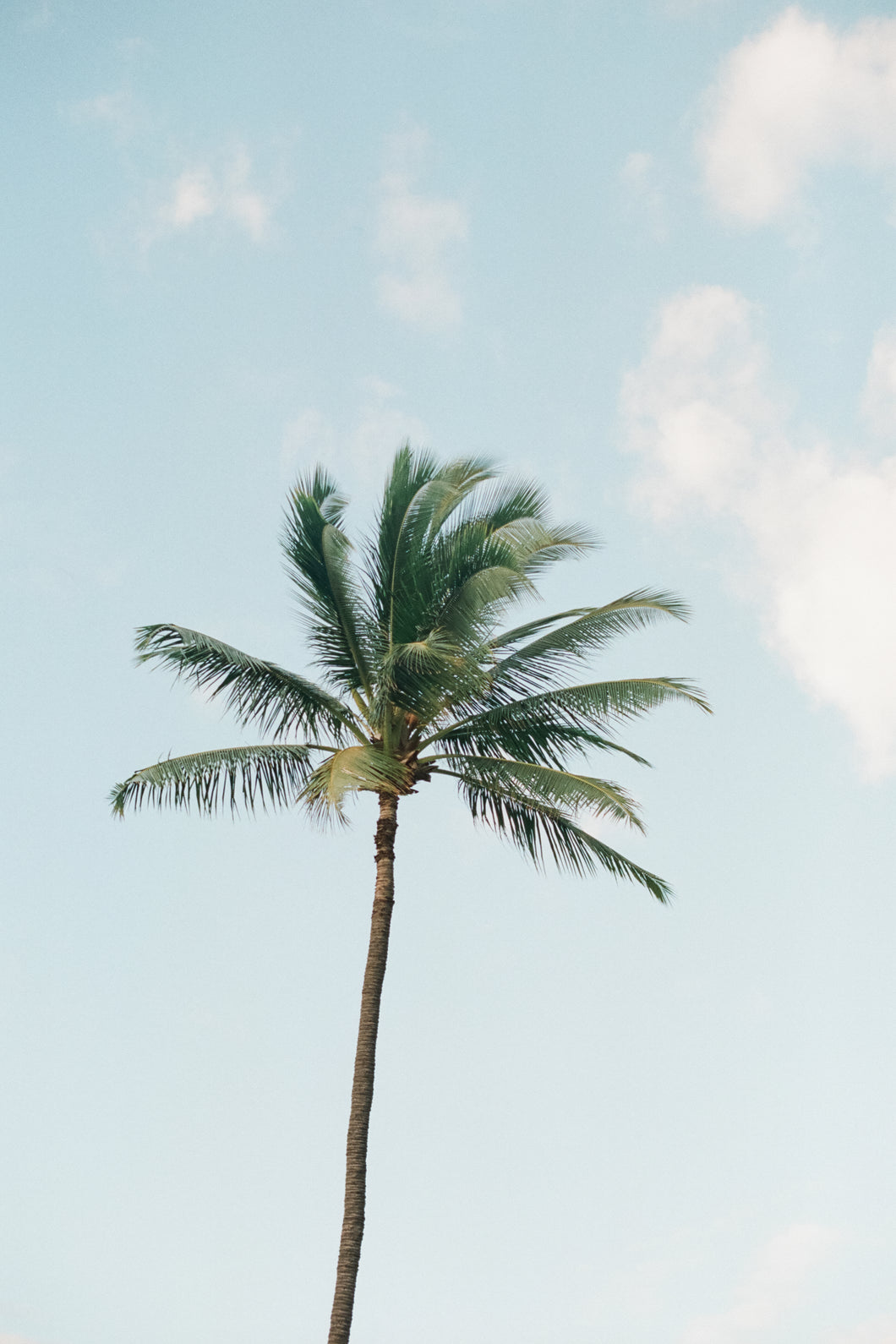 Maui Palms 01 | Fine Art Film Photography Print